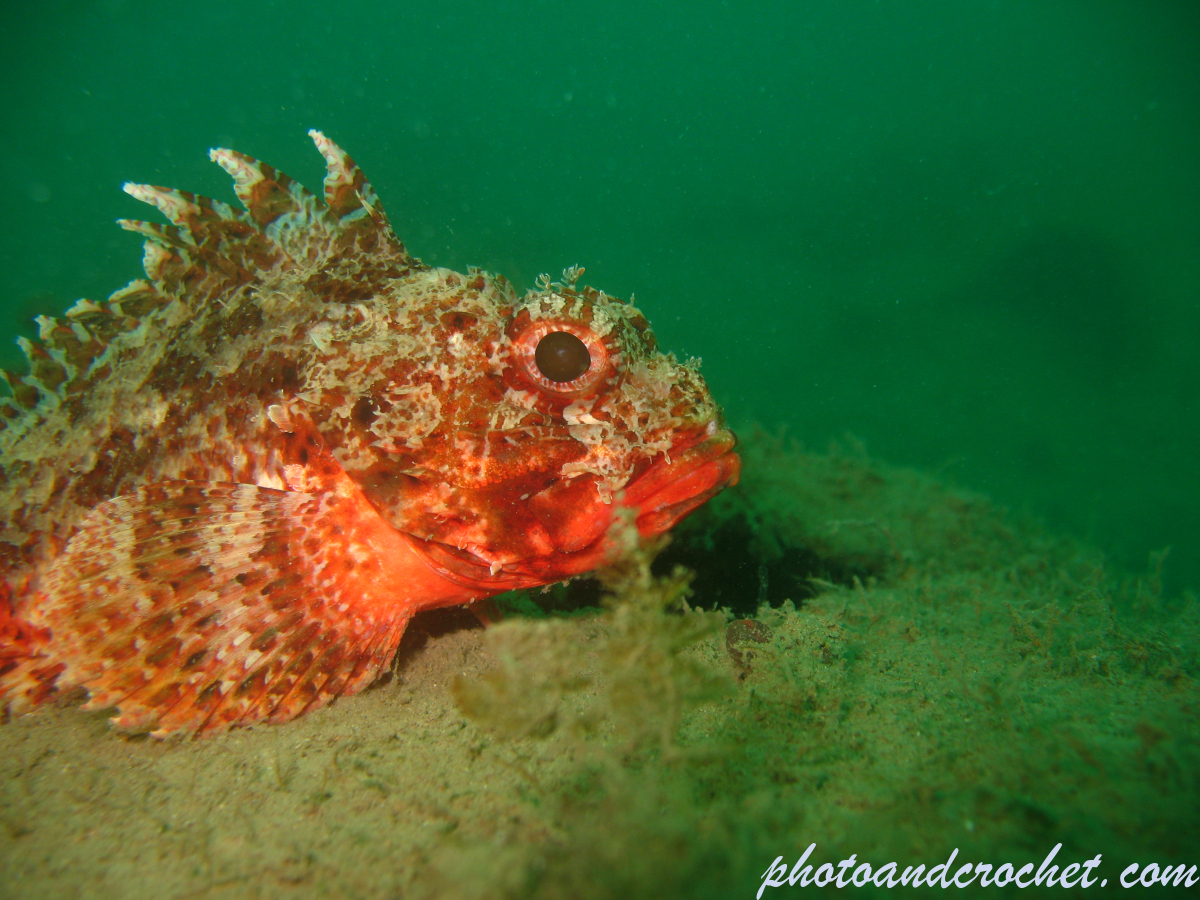 Black Scorpionfish - Image