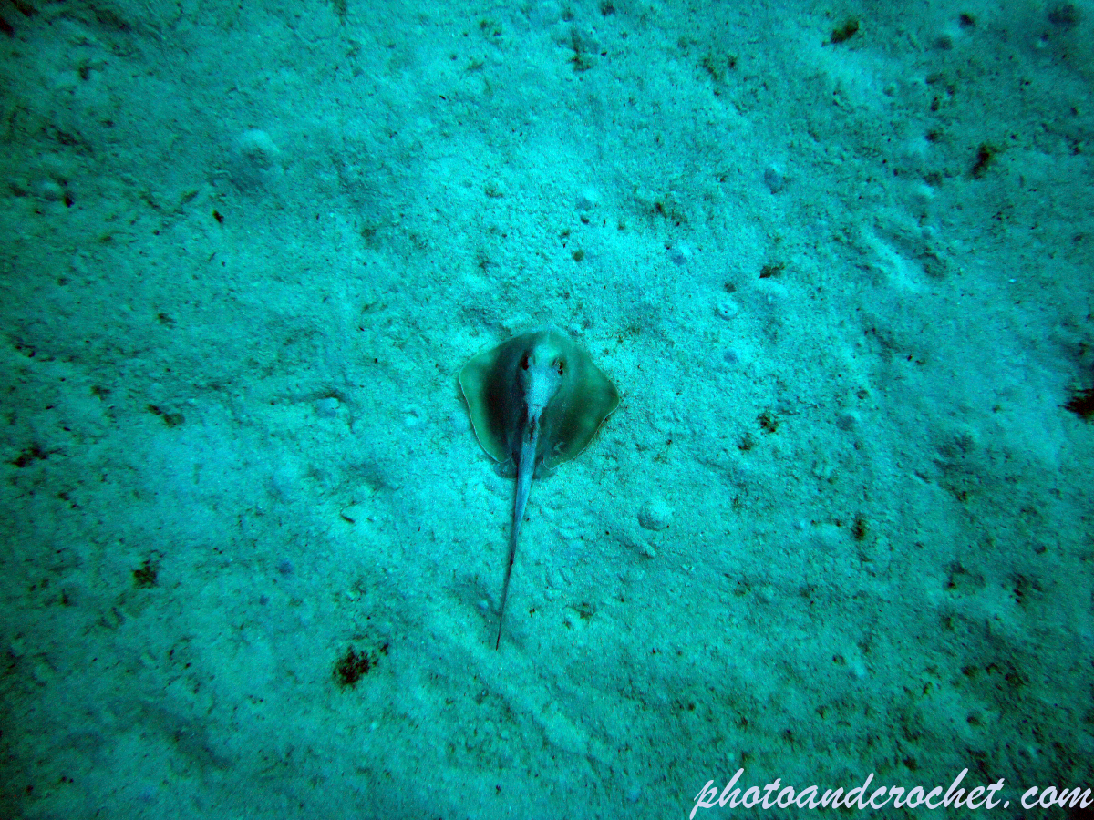 Stingray - Image