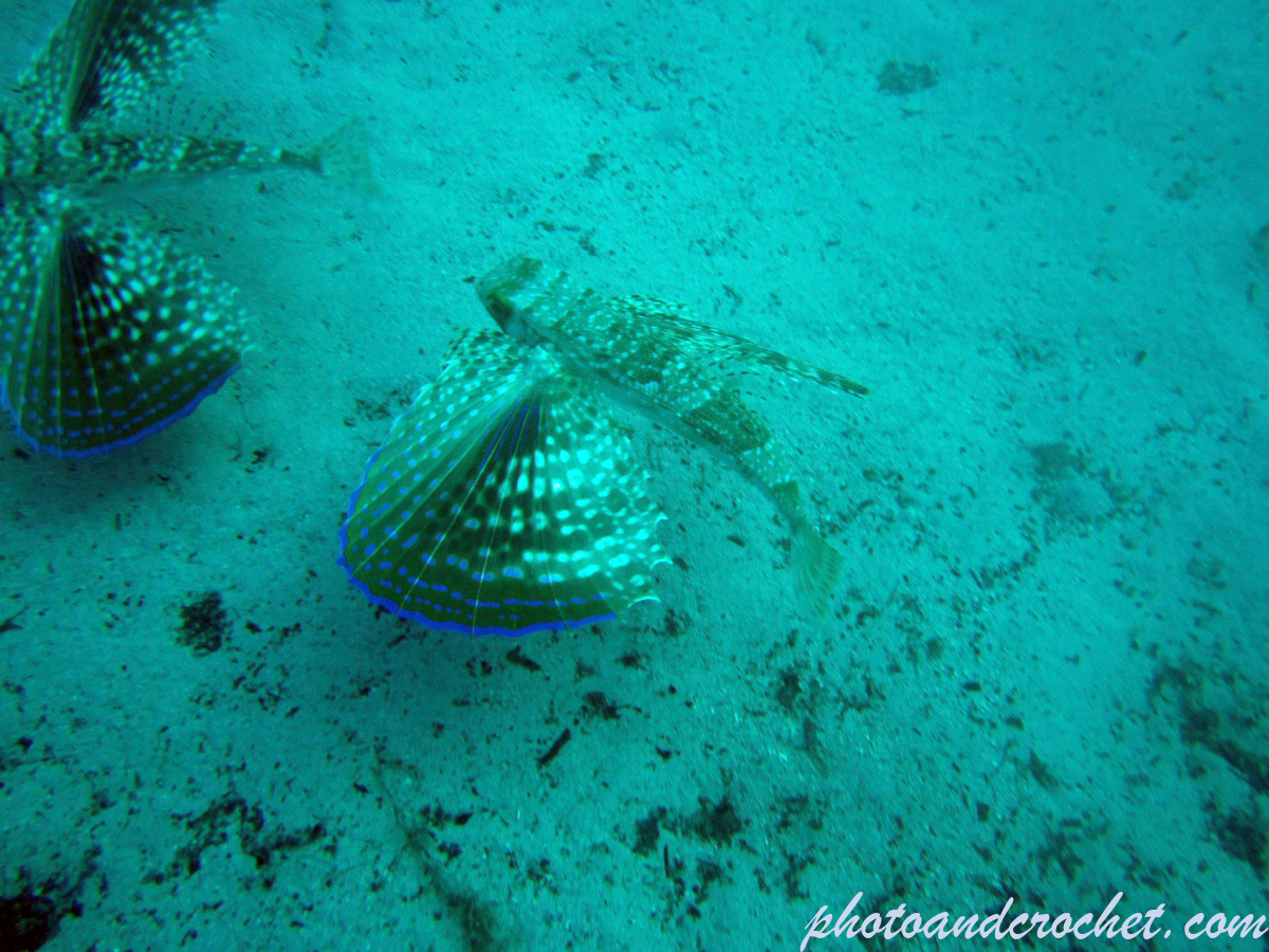 Flying Gurnard - Image
