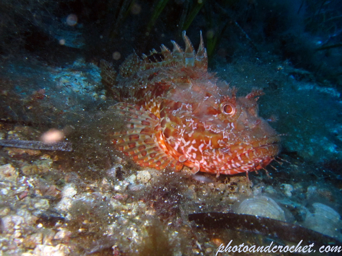 Scorpionfish - Image