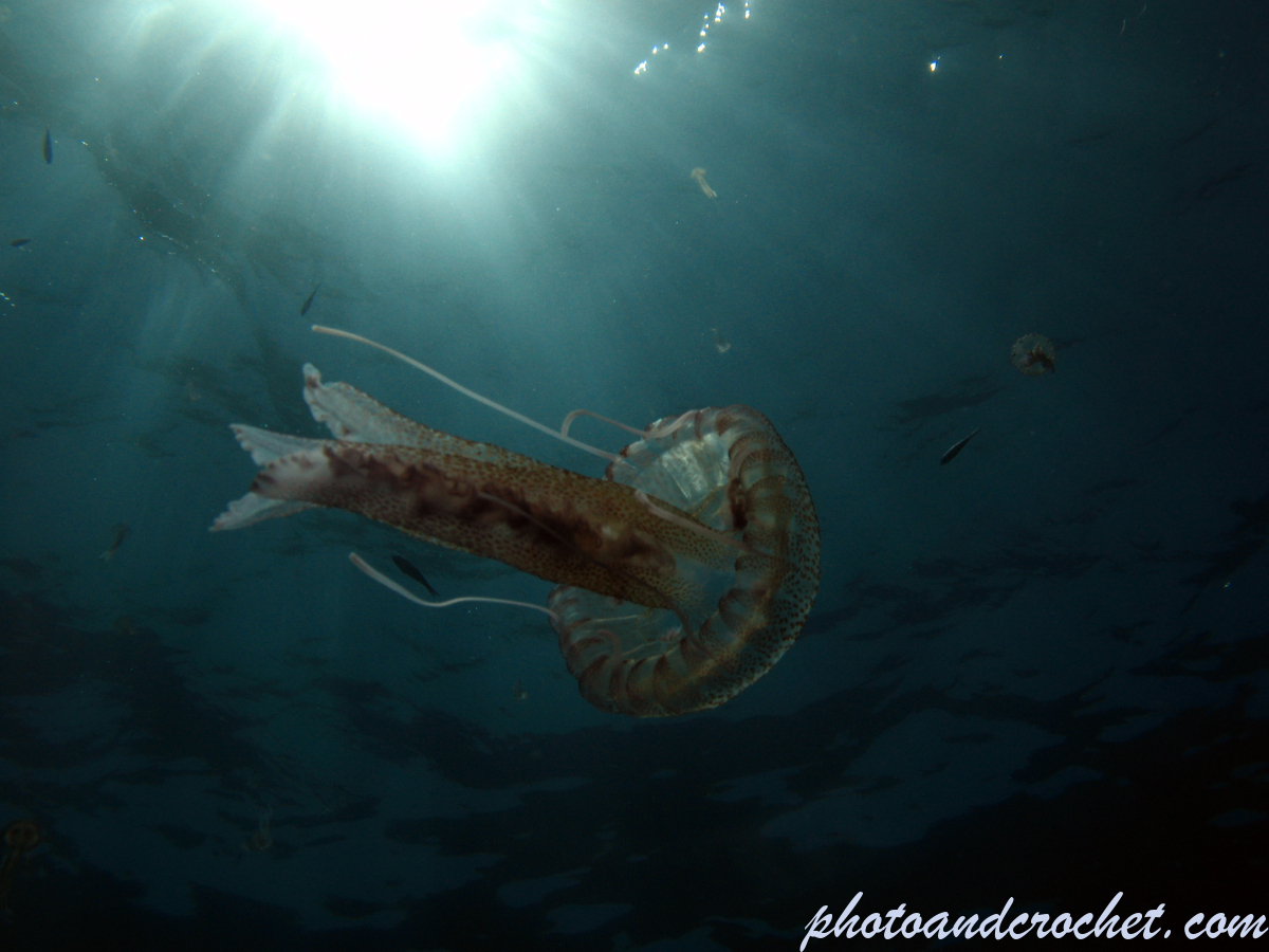 Cnidaria, Luminous Jellyfish - Image