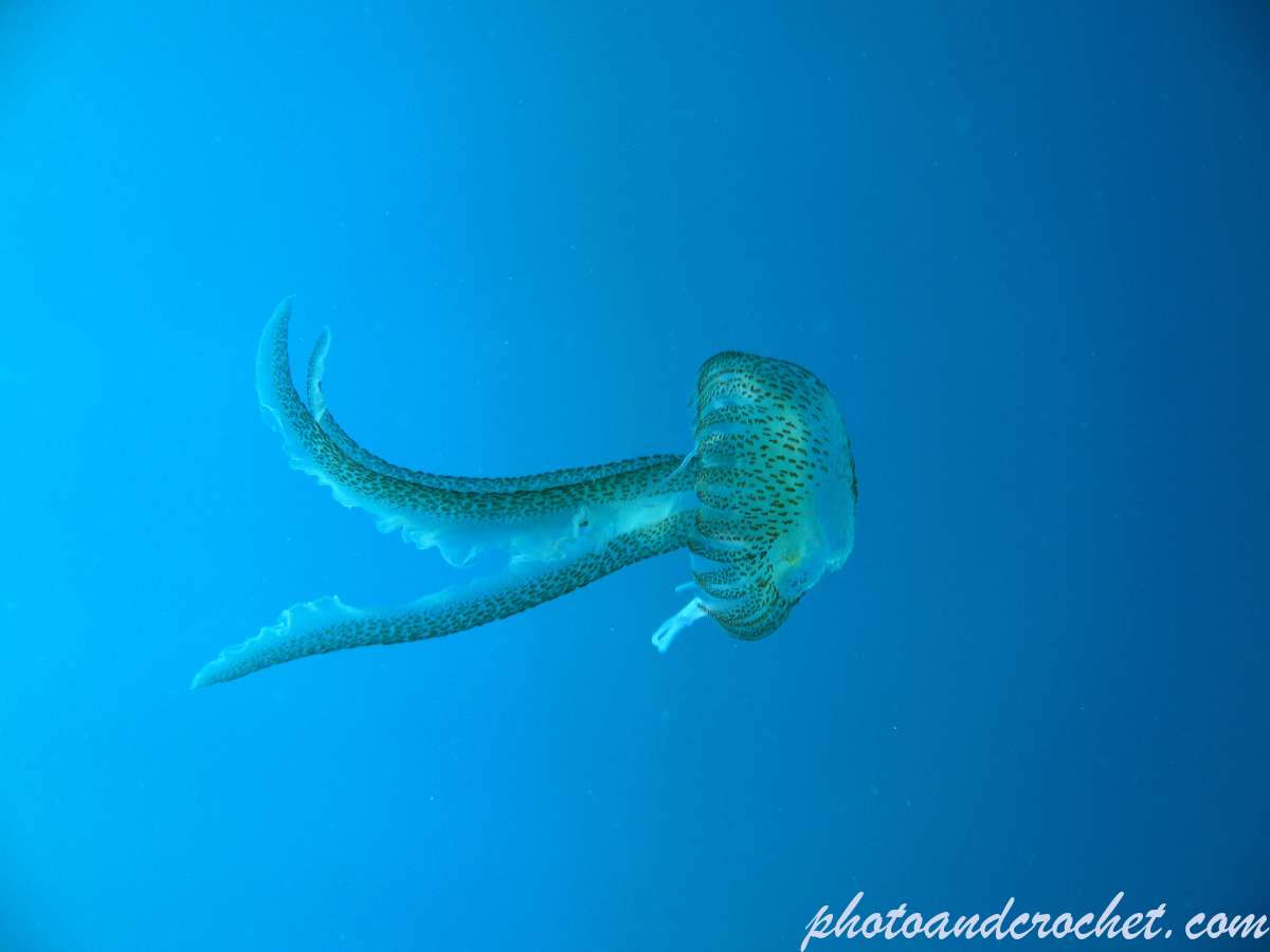 Cnidaria, Luminous Jellyfish - Image