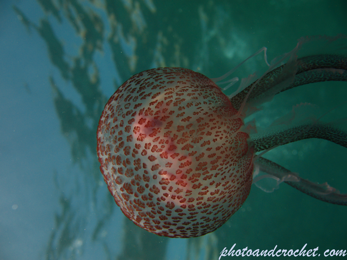 Cnidaria, Luminous Jellyfish - Image