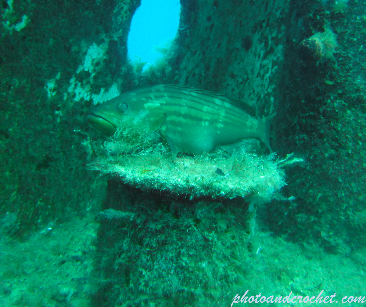 Goldblotch grouper - Image