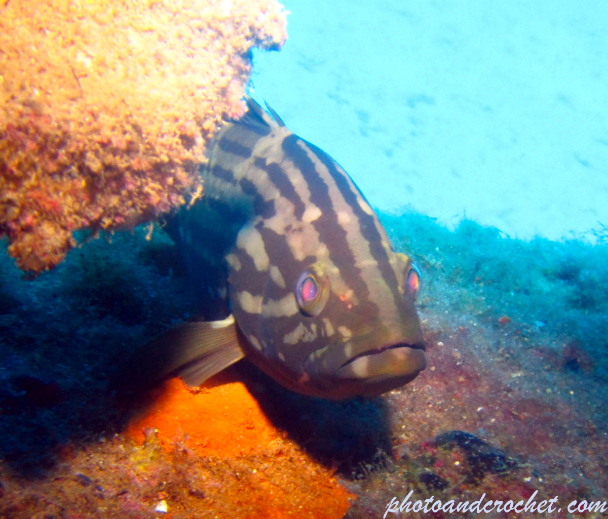 Goldblotch grouper - Image