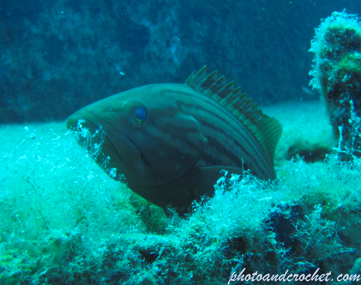Goldblotch grouper - Image