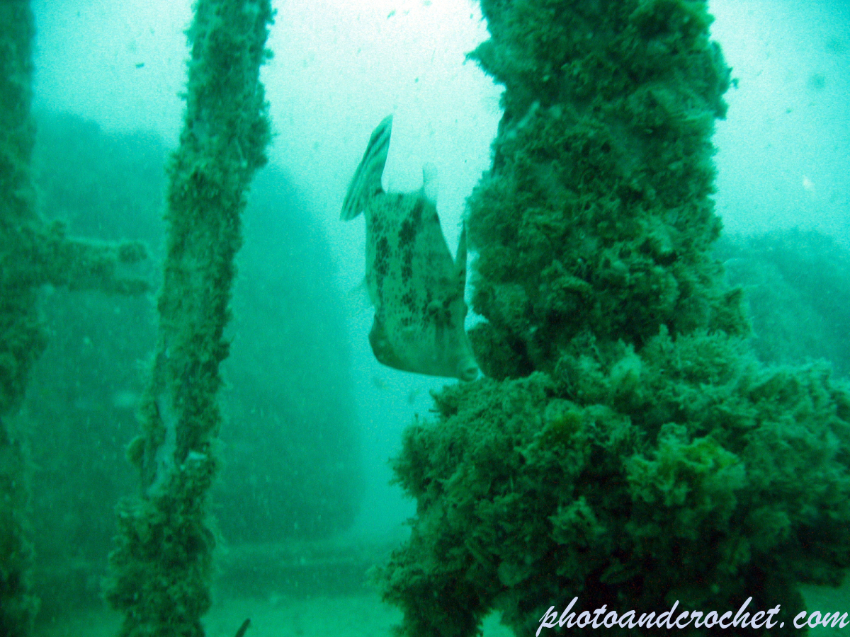 Bristle-tail filefish - Image