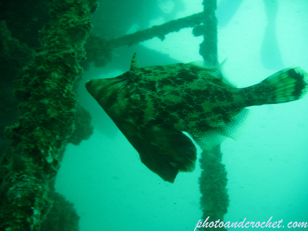 Bristle-tail filefish - Image