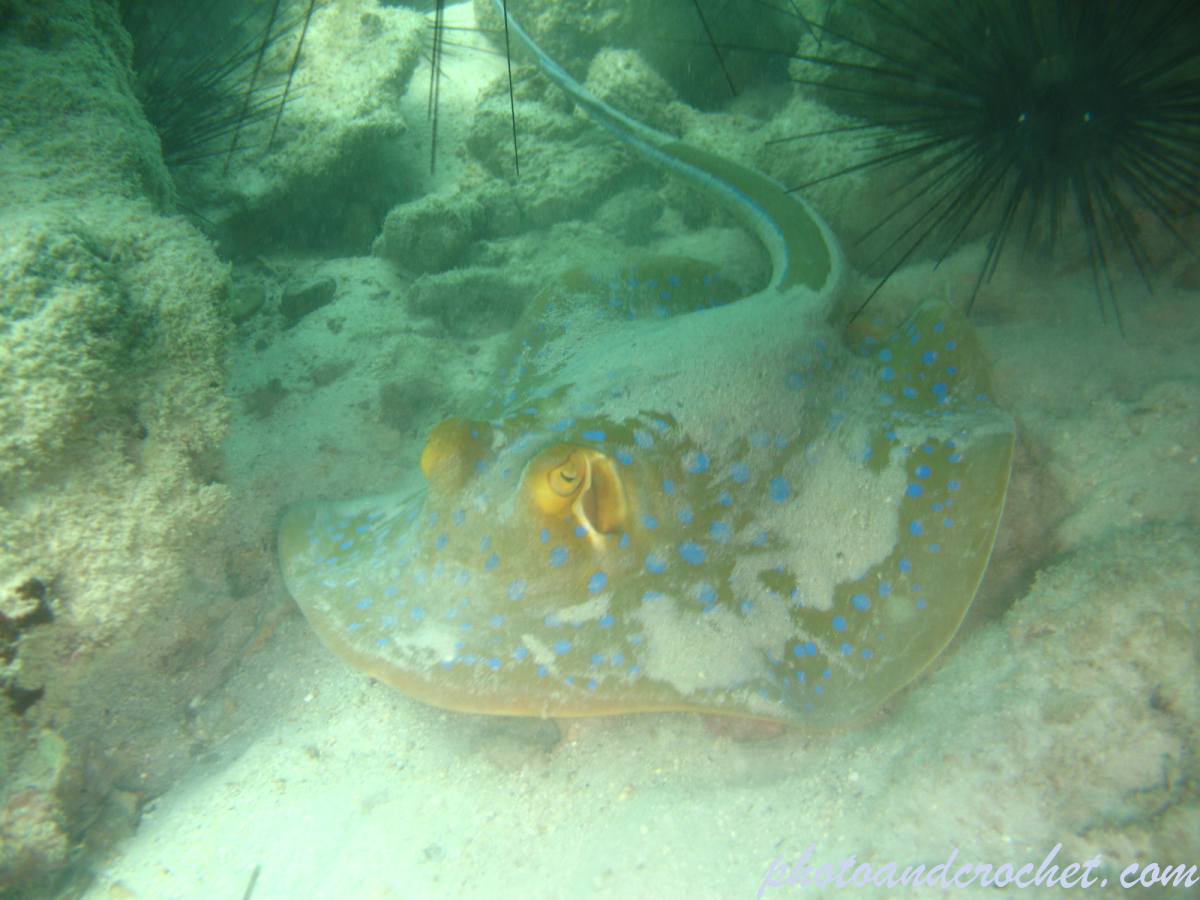 Bluespotted Fantail Ray - Image