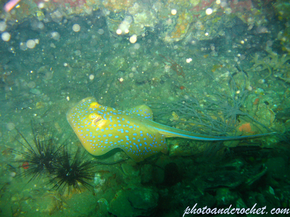 Bluespotted Fantail Ray - Image