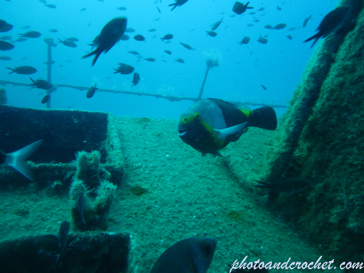 Parrotfish - Image