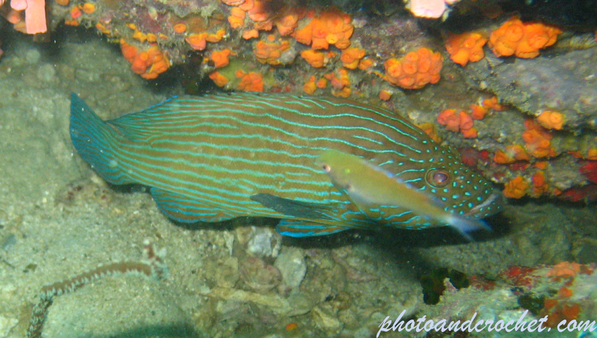 Bluelined rockcod - Image