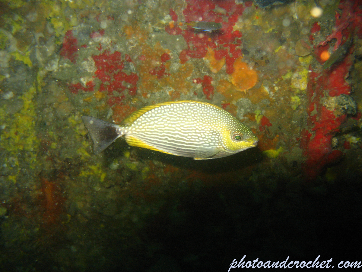 Golden Rabbitfish - Image