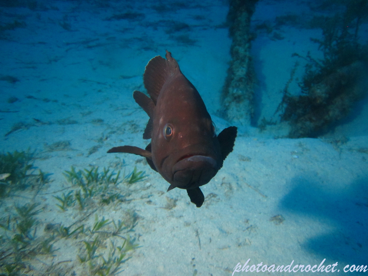 Grouper - Image