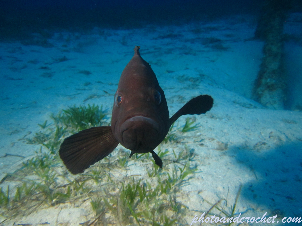 Grouper - Image