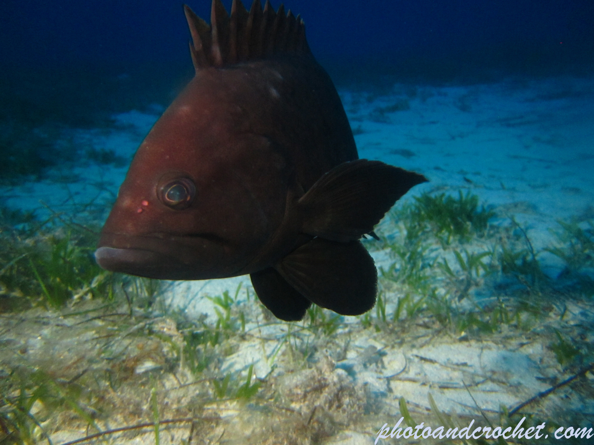 Grouper - Image