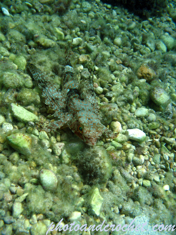 Flying Gurnard - Image