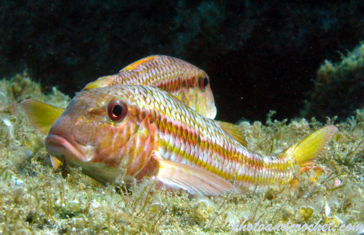 Striped Red Mullet - Image
