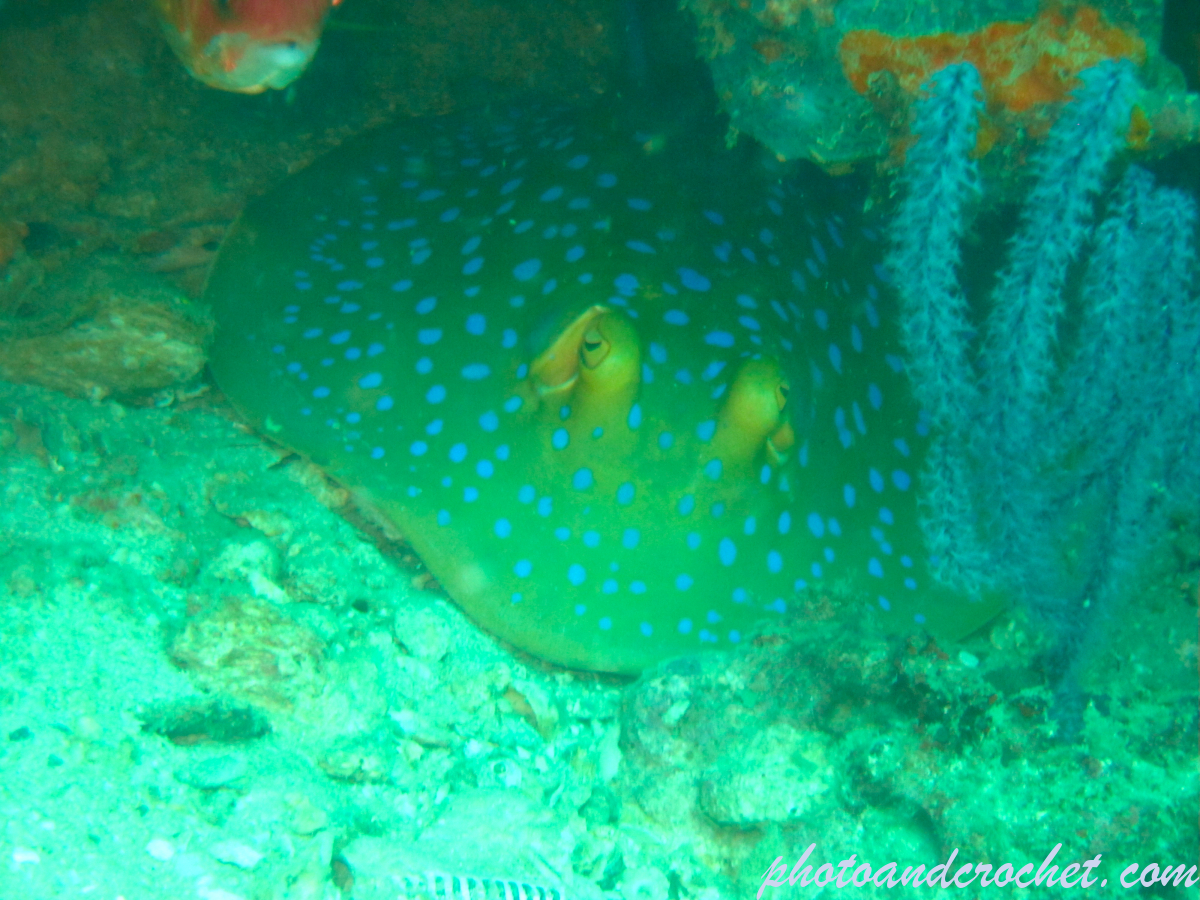 Bluespotted Fantail Ray - Image