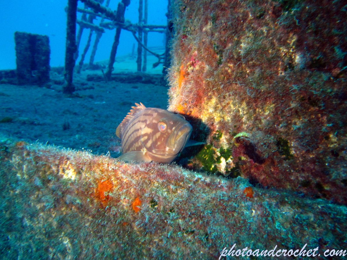 Mottled grouper - Image