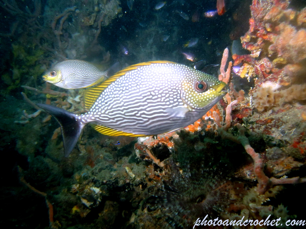 Golden Rabbitfish - Image