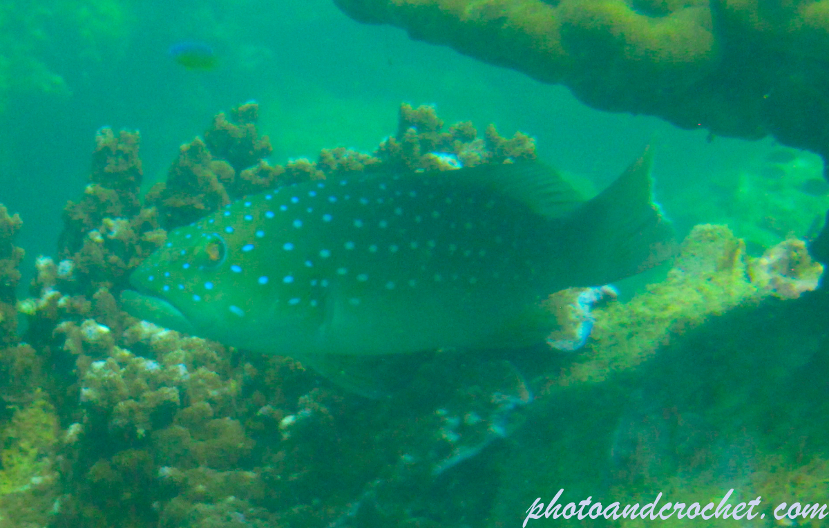 Coral grouper - Image