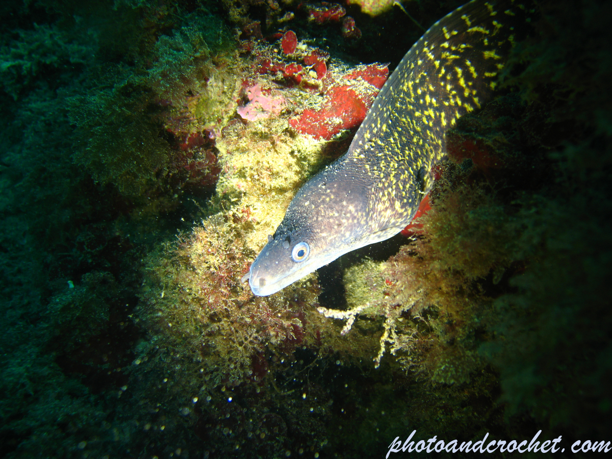 Moray Eel - image