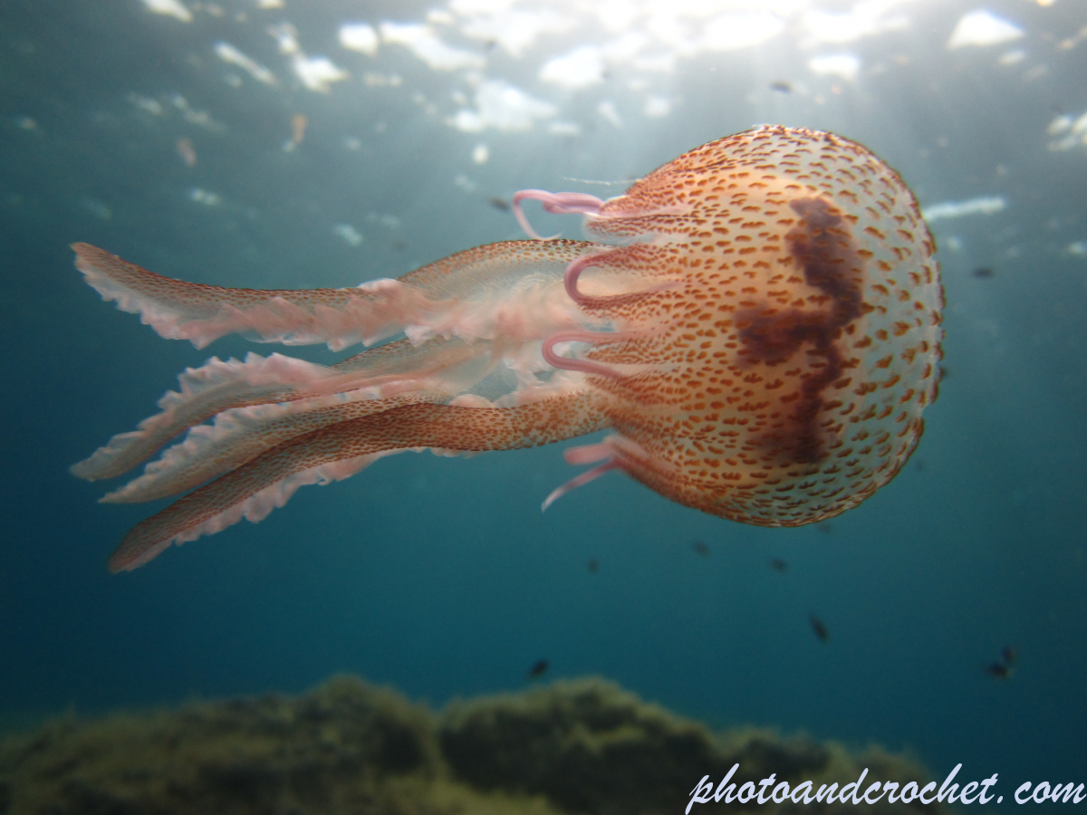 Cnidaria, Luminous Jellyfish - Image