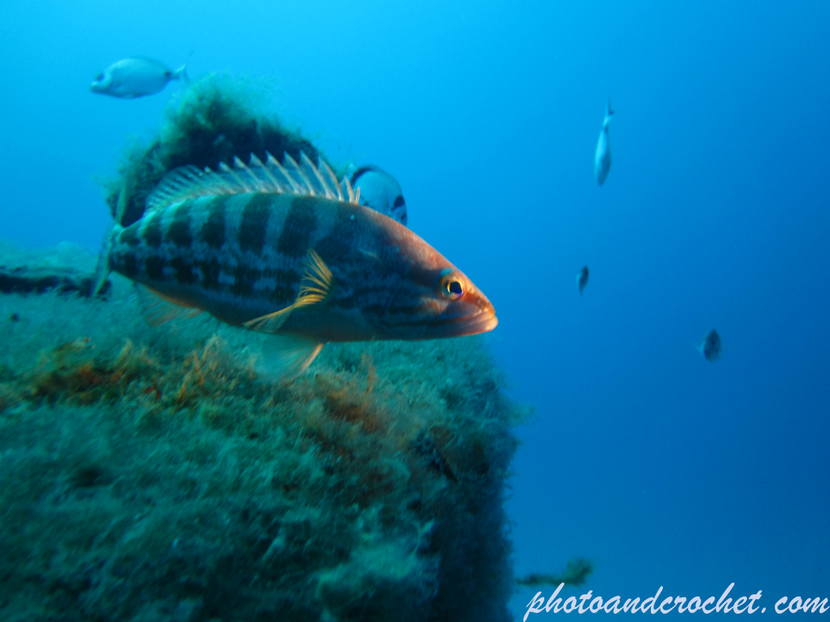 White grouper - Image