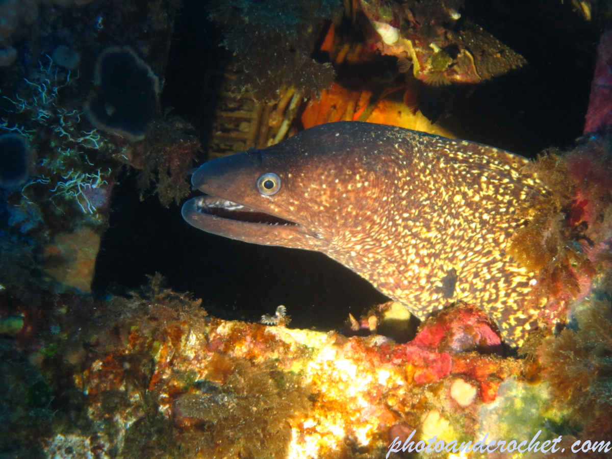Moray Eel - image
