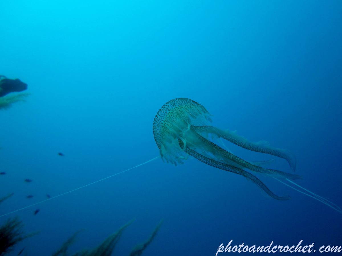 Cnidaria, Luminous Jellyfish - Image