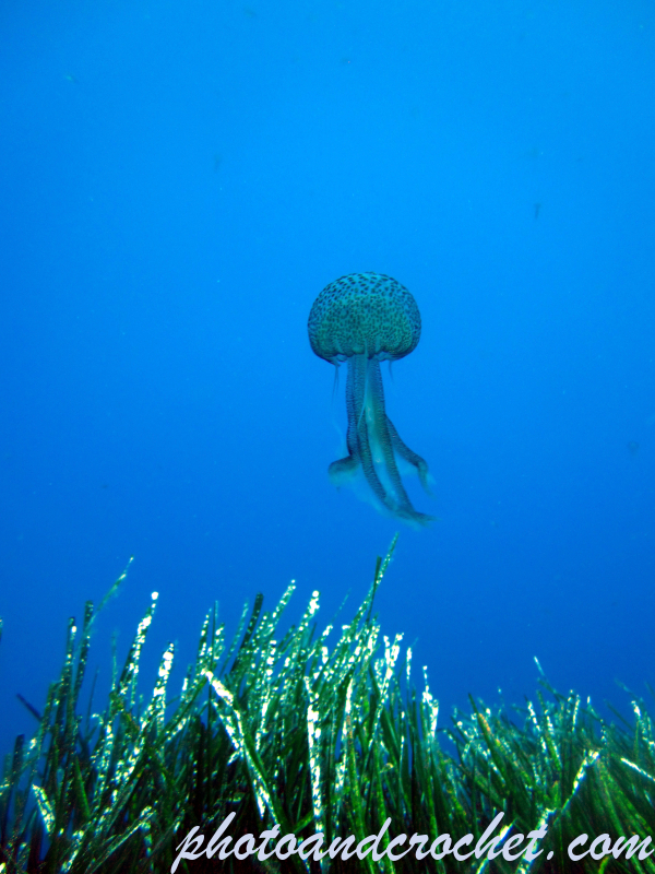 Cnidaria, Luminous Jellyfish - Image