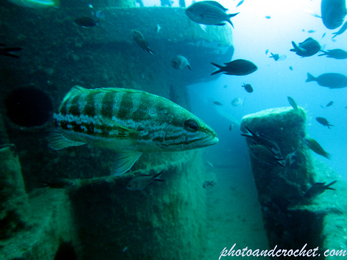 White grouper - Image