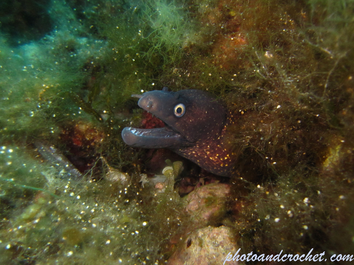 Moray Eel - image