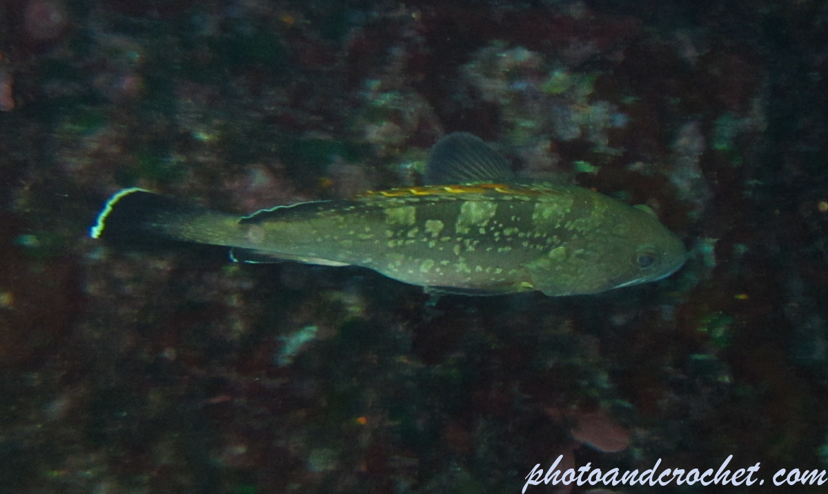 Grouper - Image