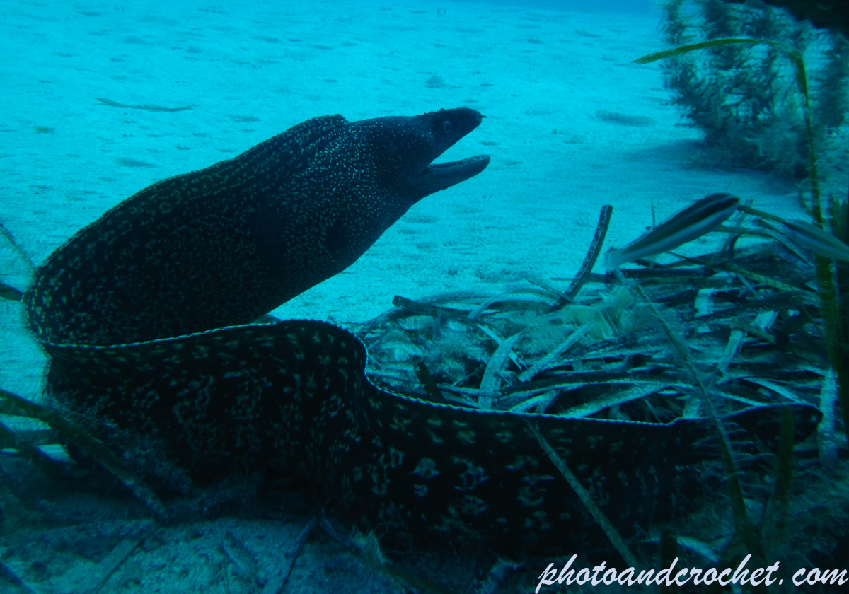 Moray Eel - image