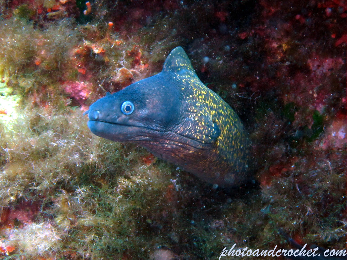 Moray Eel - image