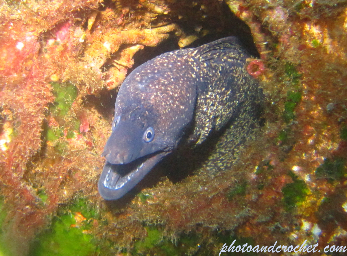 Moray Eel - image