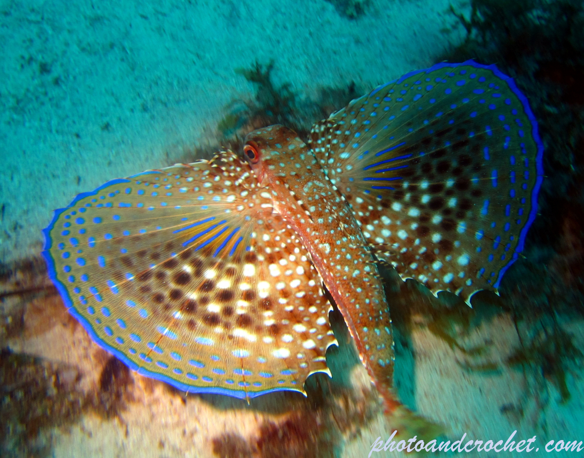 Flying Gurnard - Image