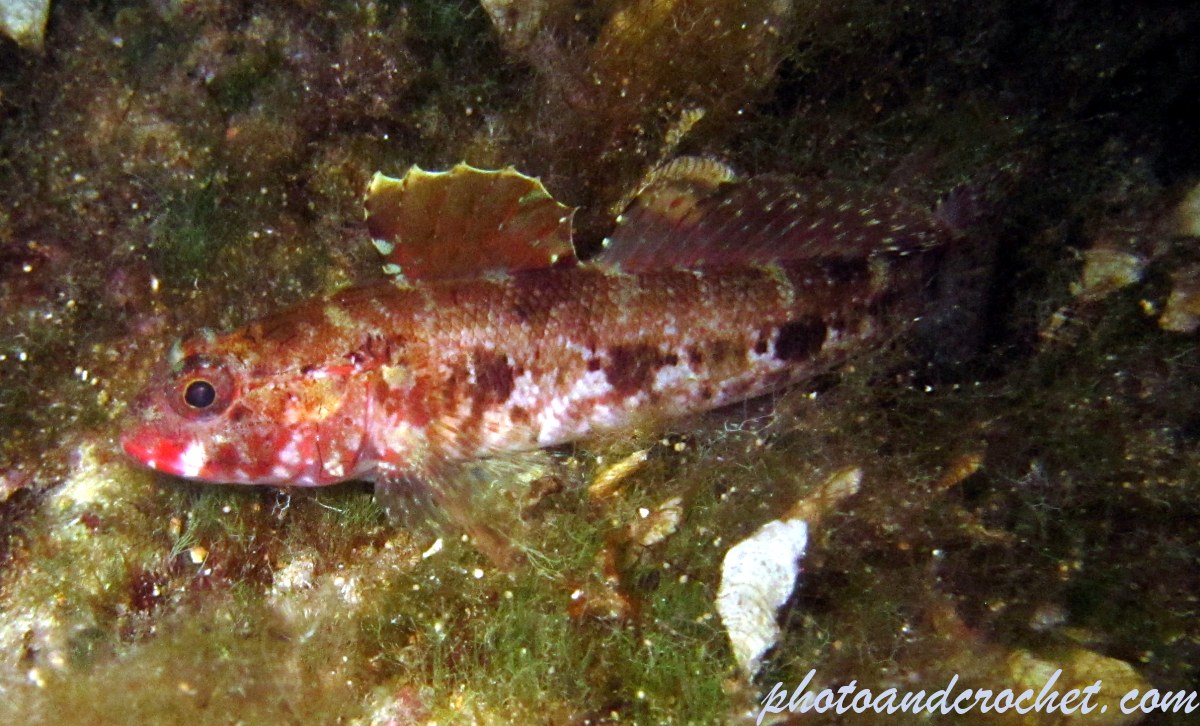 Red-mouthed goby - Image