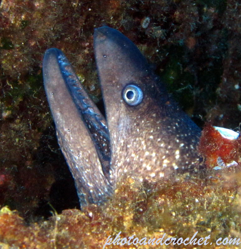 Moray Eel - image