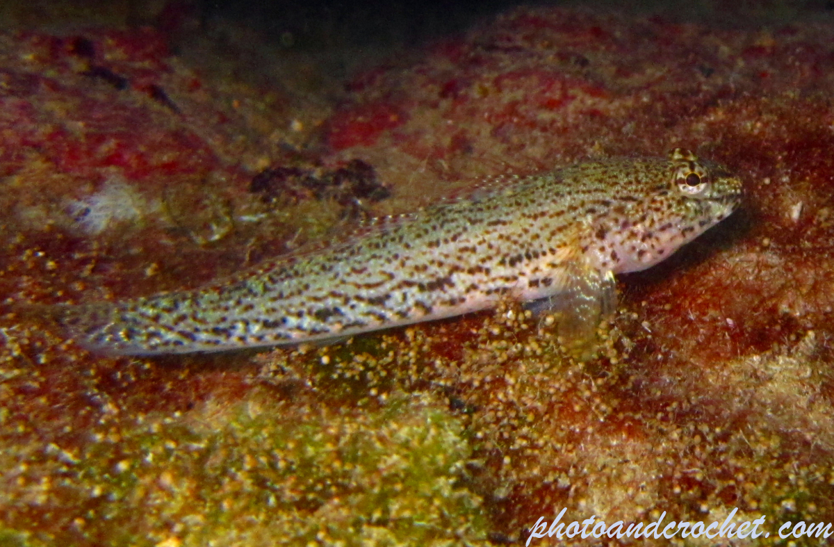 Buchicchis goby - Image