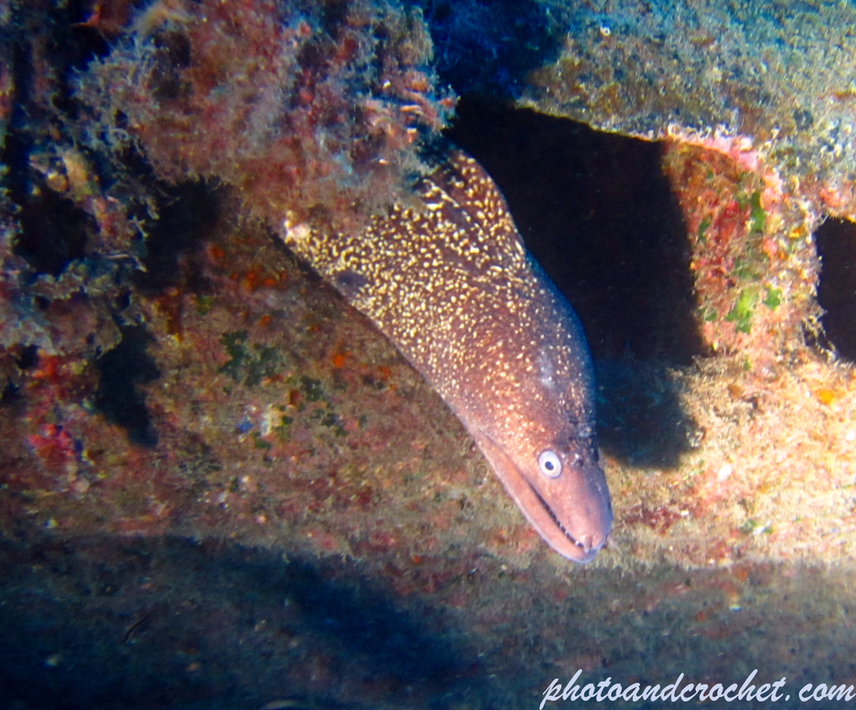 Moray Eel - image