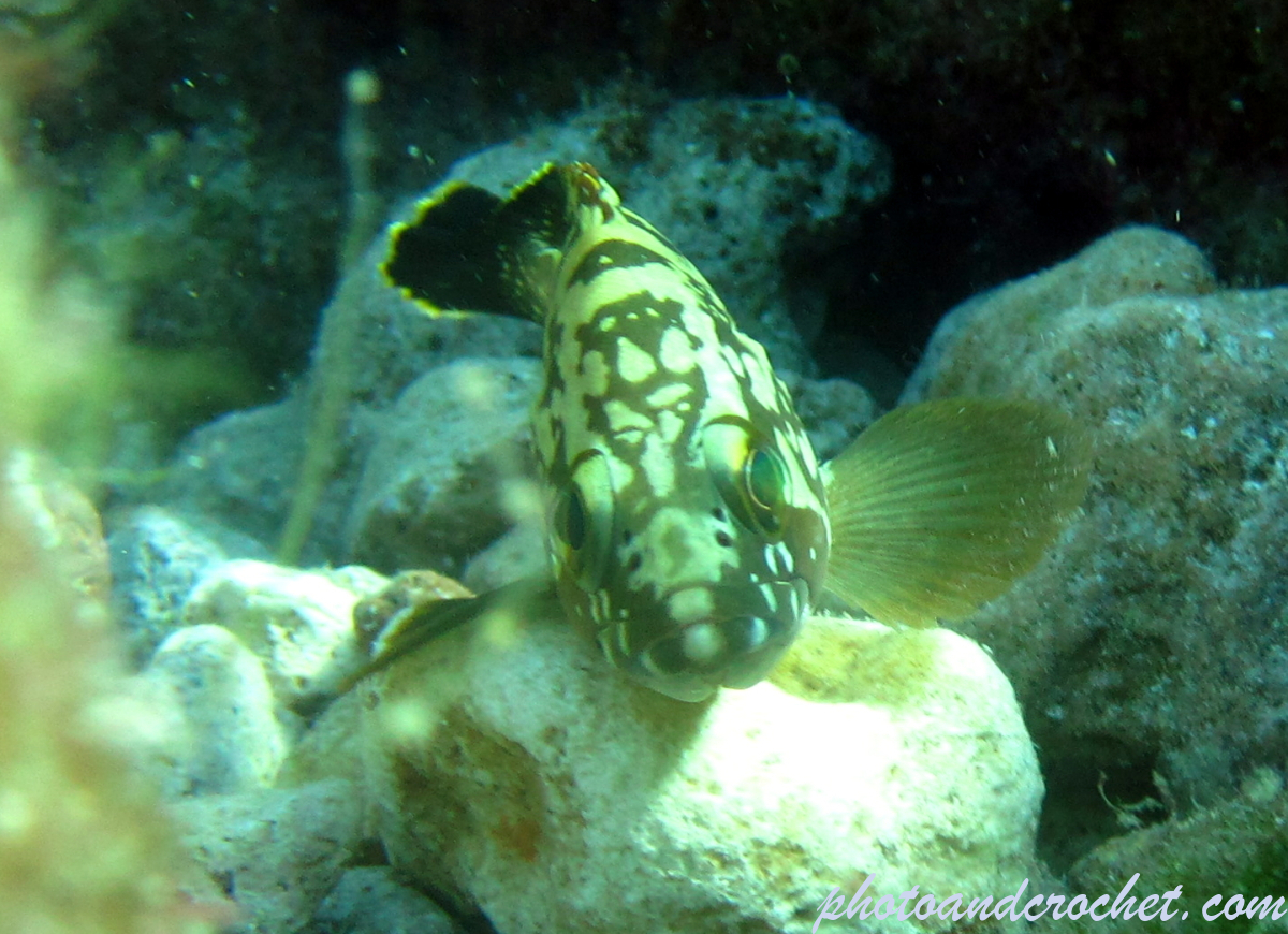 Grouper - Image