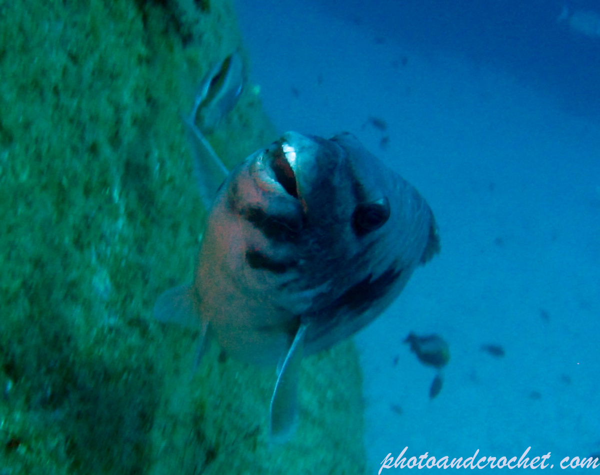Parrotfish - Image