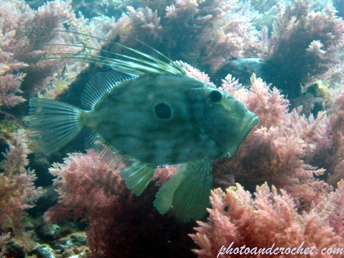 John Dory - Image