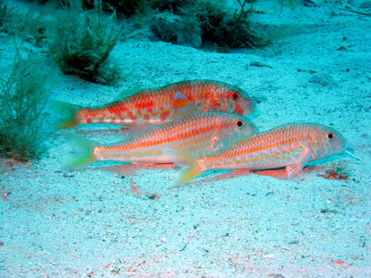 Striped Red Mullet - Image