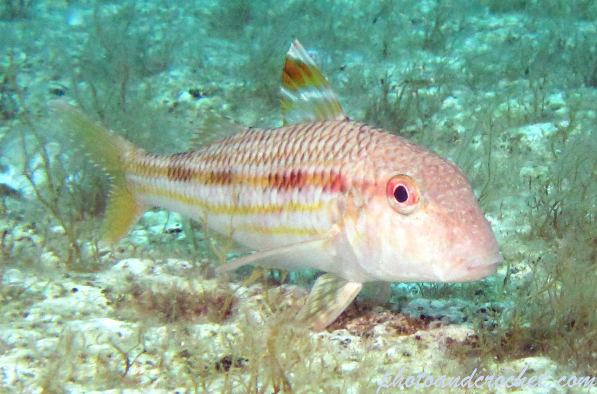 Striped Red Mullet - Image