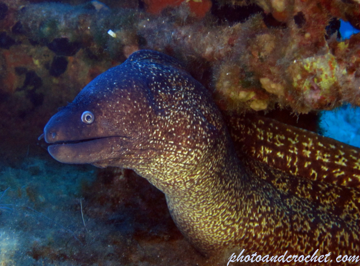 Moray Eel - image