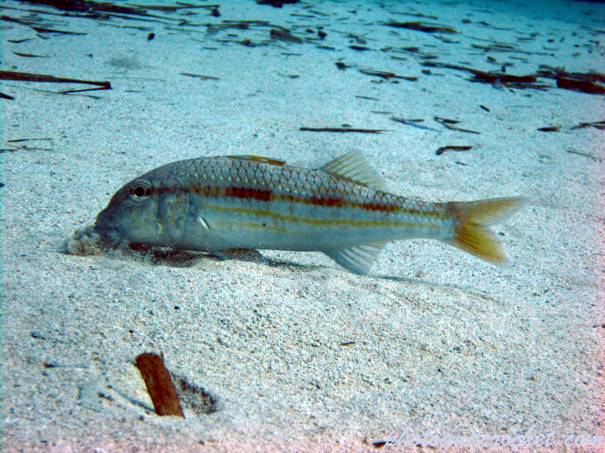 Striped Red Mullet - Image
